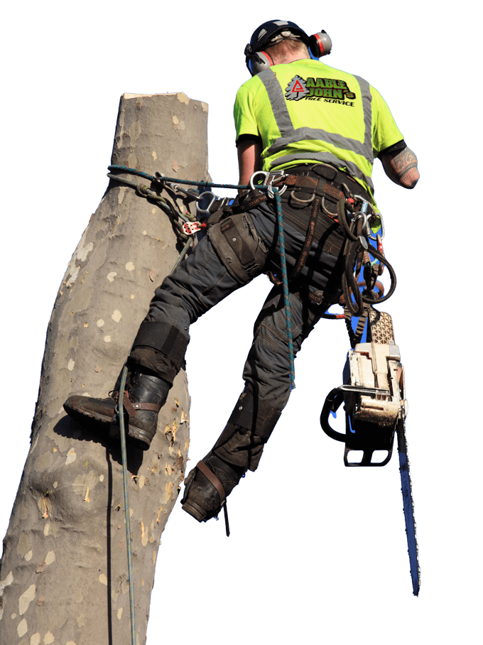 Tree cutting service in Atlanta
